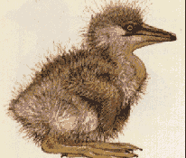 Bebe Heron